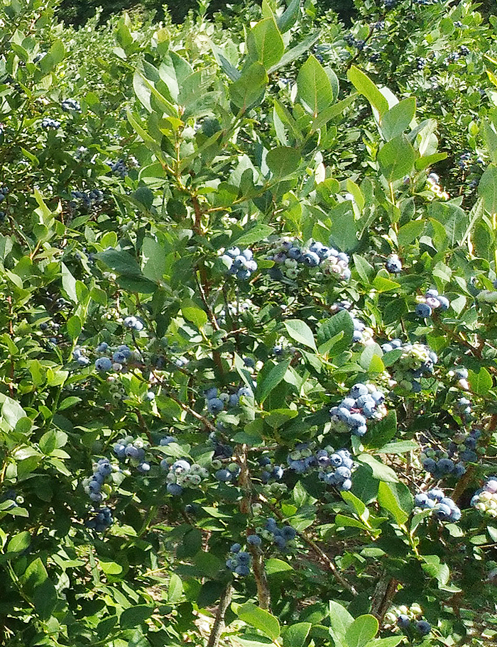 Elliot blueberries on a bush.